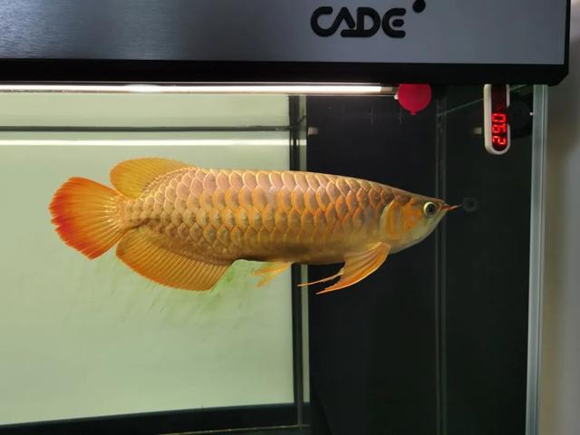 红金龙鱼,镜头下记录红龙鱼两年多的变化(红金龙鱼图片大全)