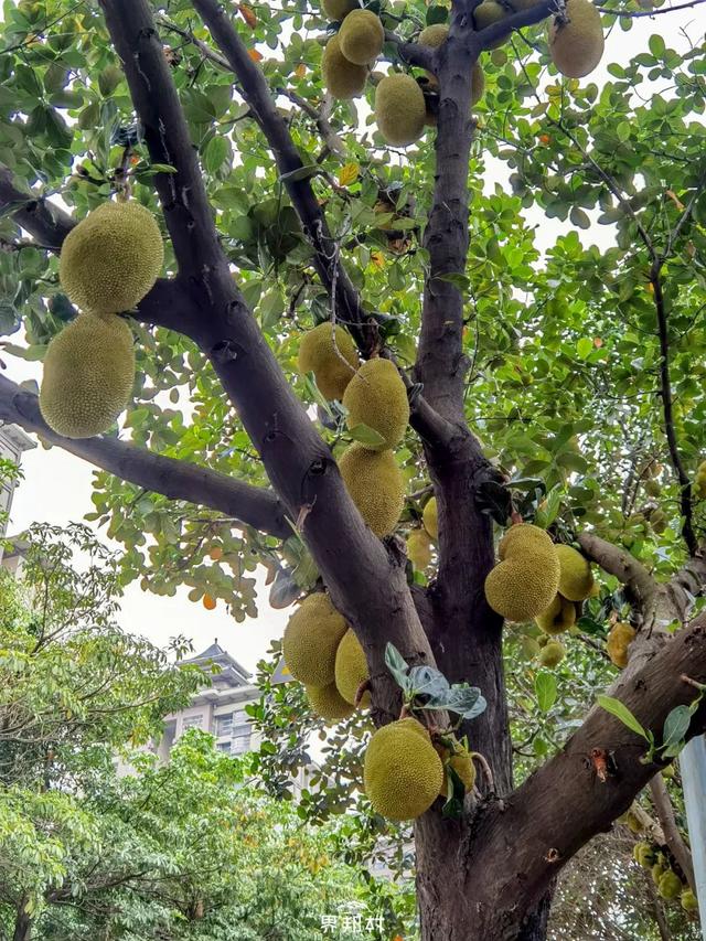 广西的特产水果有哪些，广西的特产有什么水果（满足水果控们的所有期望）