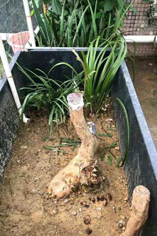 赤楠的养殖方法，赤楠怎么养殖方法（提早预防和积极补救）