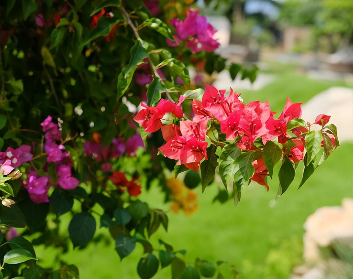 三角梅怎么养才开花好（“三角梅”植株开花多的4个要点）