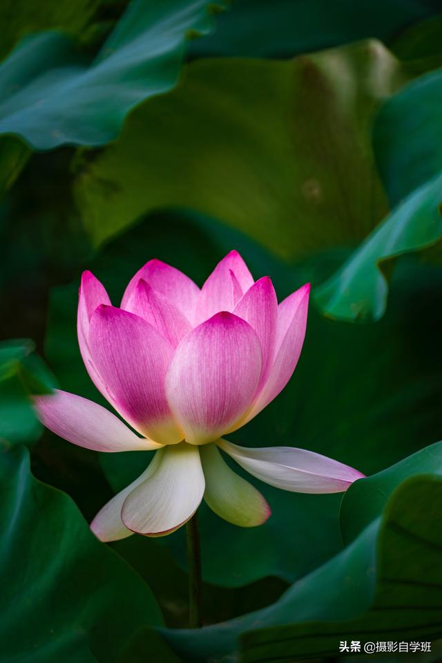 天蓝色用什么颜色调的，天蓝色用什么颜色调的颜料（教你用手机修图调色）