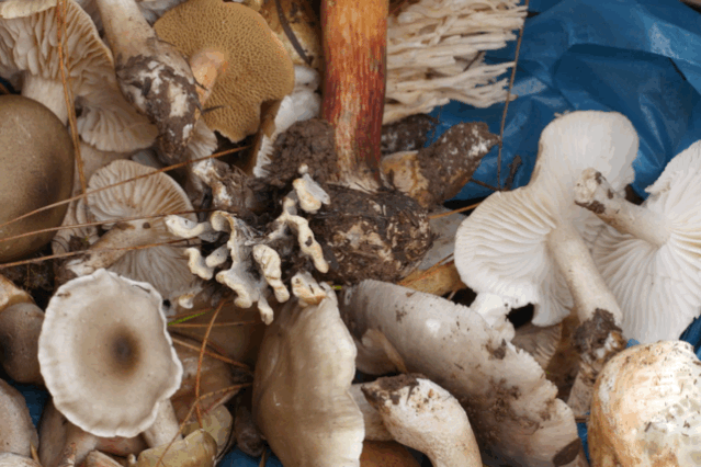 干巴菌怎么炒，干巴菌怎么炒不苦（这9道极致鲜味，错过再等1年）