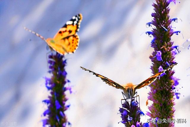 蝴蝶生活习性，蝴蝶王国（蝴蝶的生活环境和特点）