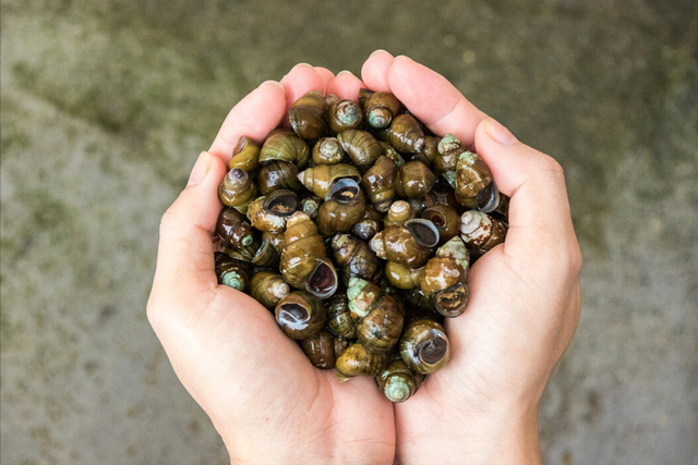 田螺要剪掉尾部吗，田螺尾部剪掉田螺还能活吗（田螺要想吃着放心）