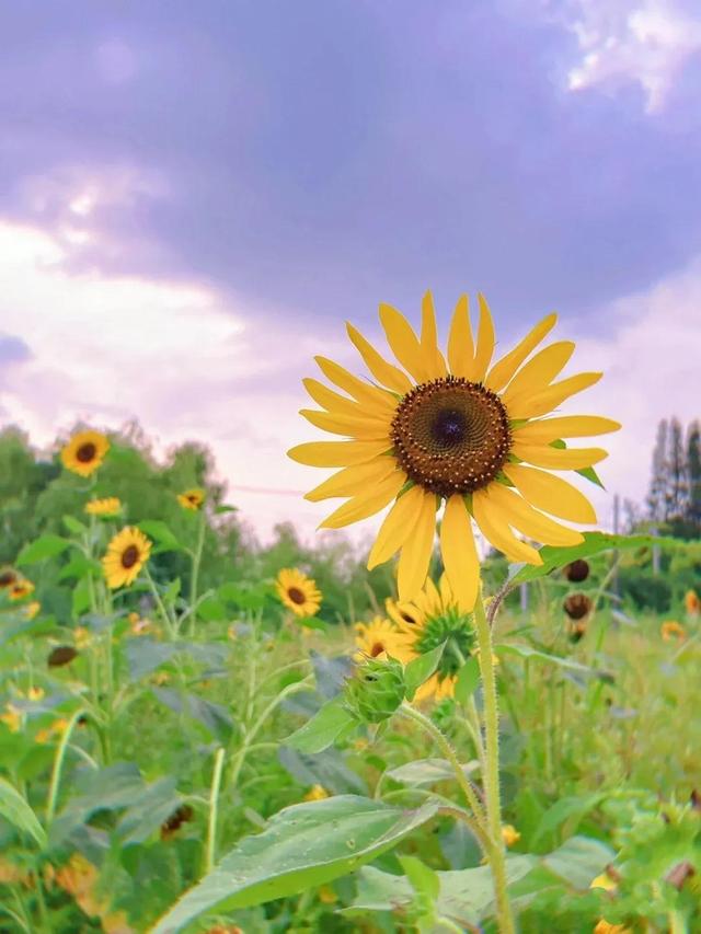动漫海边（向日葵）少女，微信头像，动漫海边（向日葵）少女（听说每个喜欢向日葵的女孩）