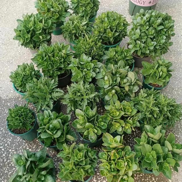 如何折花，如何折花朵简单方法（冬天不花一分钱养花）