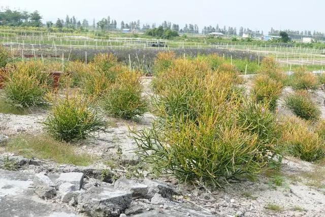 节节草治痔疮，节节草有什么功效（这些植物打着“光棍”活着）