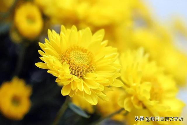 不第后赋菊古诗意思解释，不第后赋菊这首古诗是什么意思（经典诗词赏析之《不第后赋菊》）