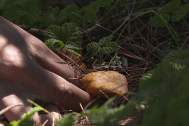 干巴菌怎么炒，干巴菌怎么炒不苦（这9道极致鲜味，错过再等1年）