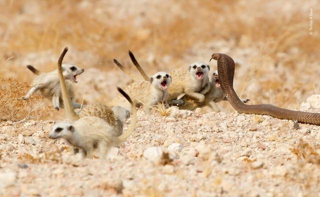 欧美吴彦祖，微信头像，欧美吴彦祖（2018年度最佳野生动物摄影作品图集）