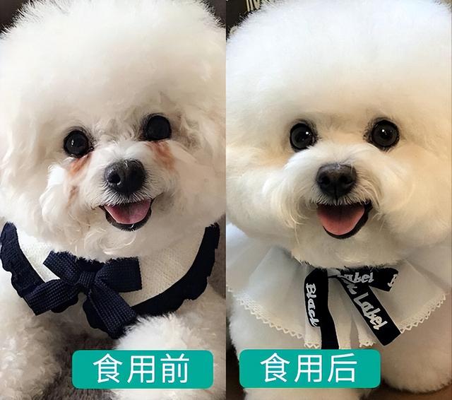 哪种博美犬最好养，很适合懒人养哦