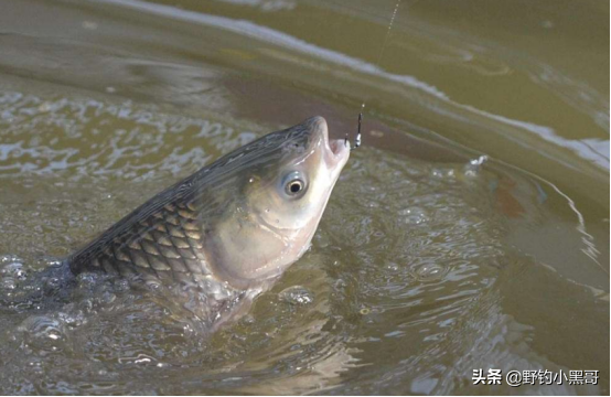 下雨天怎么钓鱼，下雨天怎么钓鱼比较好（入夏后不管新手还是老鸟）