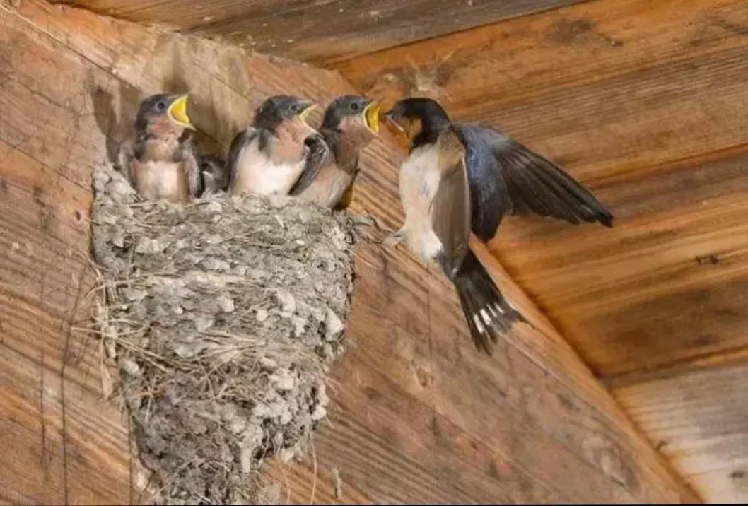 动物界的建筑师，动物界的建筑师是谁呀（动物界的知名建筑大师）