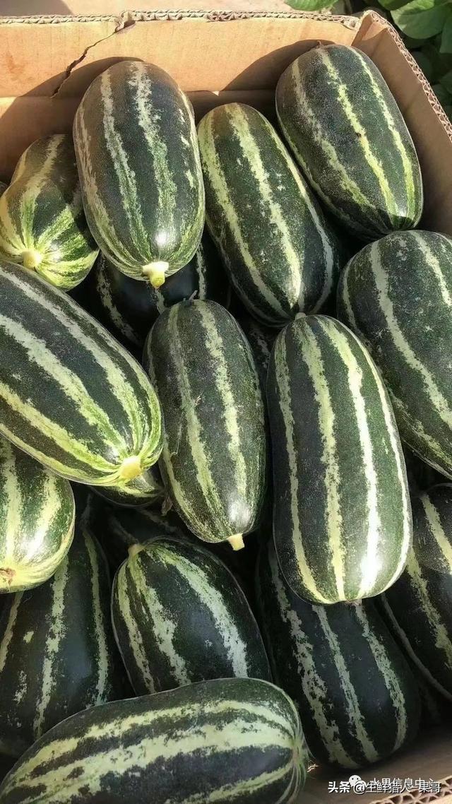 绿色的哈密瓜叫什么，绿色的哈密瓜叫什么名字（哈密瓜、蜜瓜、网纹瓜、香瓜、羊角蜜傻傻分不清）