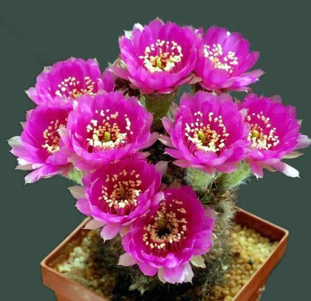 鲜花图片，鲜花图片下载 免费（分享图片：60款精美花卉图）