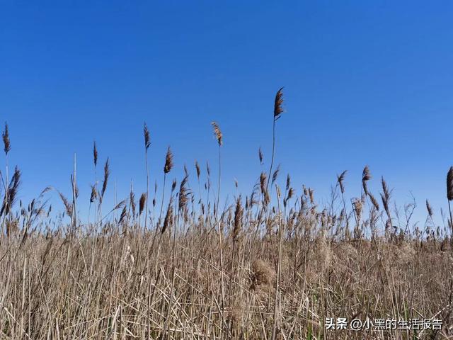 江苏盐城大丰荷兰花海门票，五一就去这里！儿童友好型