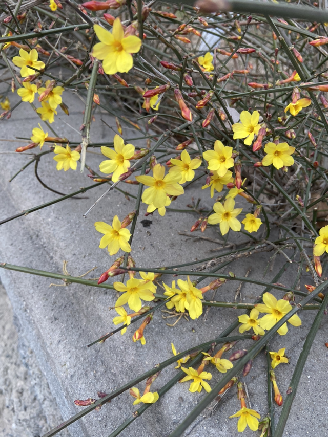 忍冬花是金银花吗,忍冬花就是金银花吗(寒冷地区也能养的花)