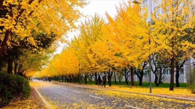 辽宁大学就业信息网，辽宁大学就业情况（皆优说高校之#辽宁大学篇#）