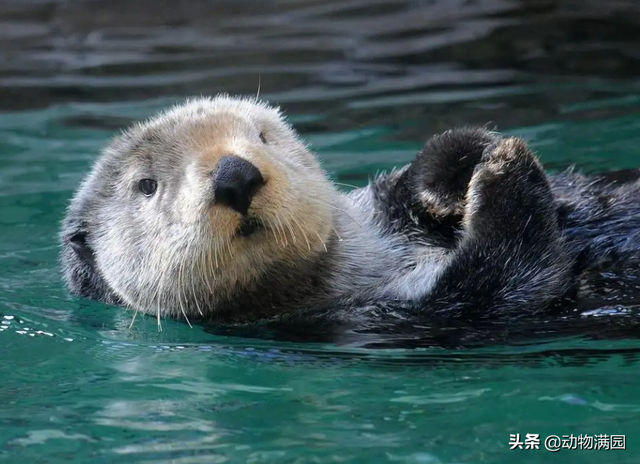 海獭和水獭的区别,海獭怎么读(物种百科:海獭)