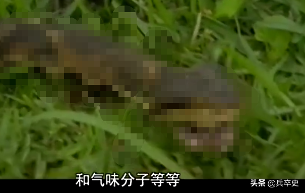 北京动物园百米巨蟒，太平洋底惊现百米巨蟒（海南巨蟒为报恩甘当“保镖”）