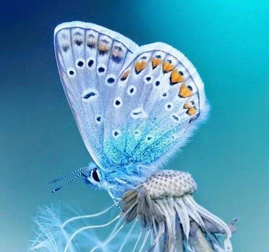 蝴蝶的外形特点描写简单介绍，蝴蝶的外形（那只美丽的黑蝴蝶）