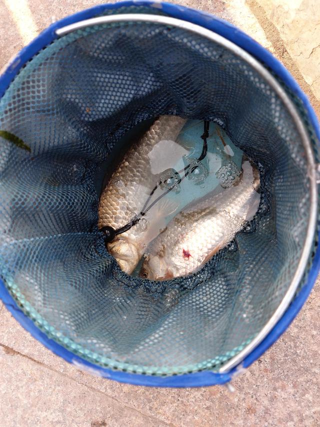 红虫串钩的正确方法，如何串钩钓鱼