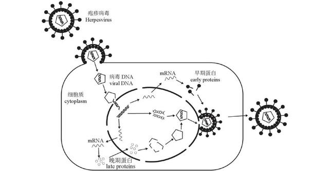 dpbs和pbs的区别，pbs缓冲液配制（四川地区养殖鲫鲤疱疹病毒Ⅱ型的鉴定及病理学研究）