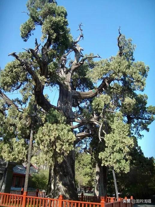 松柏本孤直,难为桃李颜，松柏本孤直（东风第一枝.古柏赋）