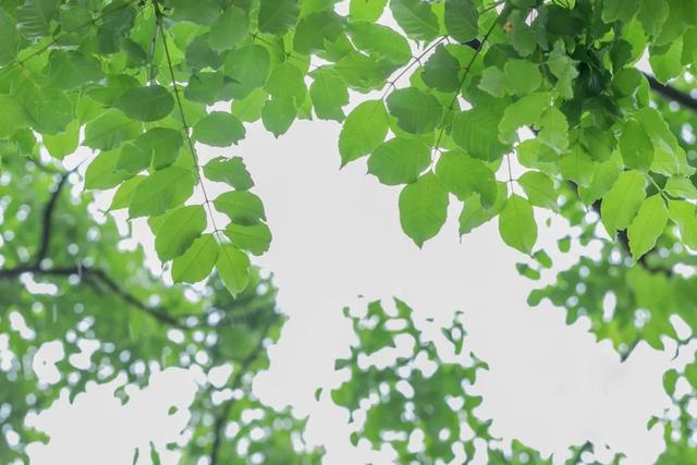 夏天古诗好的，夏天古诗的手抄报简单漂亮（10首最美立夏诗词）