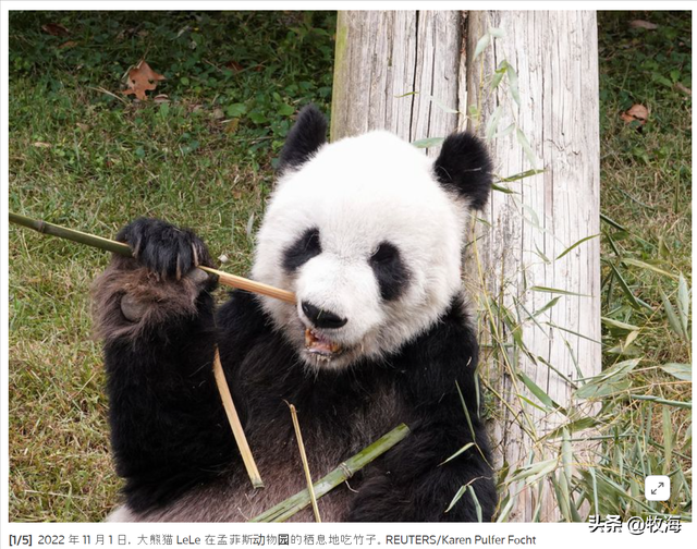食铁兽为什么是大熊猫，大熊猫为什么叫食铁兽（中国“高价出租”的国宝）