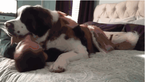 最凶猛的犬排名，最凶的狗十大排行榜（长得“显凶”的几种狗）