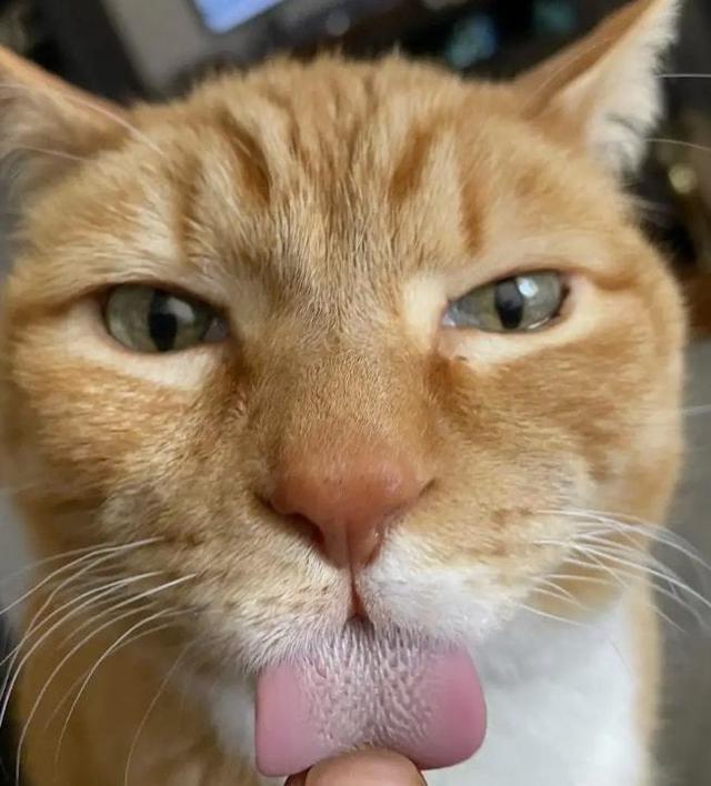 猫舔人是什么意思，一只猫舔另外一只猫什么意思（猫咪舔你，仅仅是因为喜欢你吗）