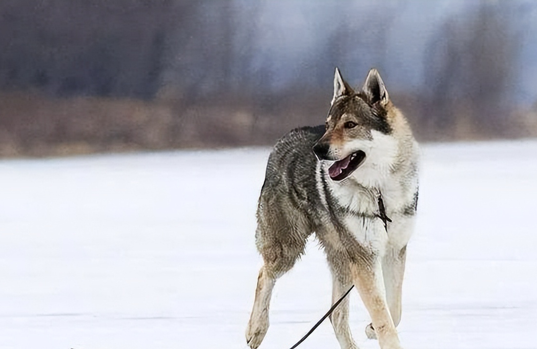 世上最昂贵的狗，捷克狼犬多少钱一条？