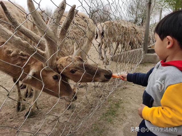 江苏盐城大丰荷兰花海门票，五一就去这里！儿童友好型