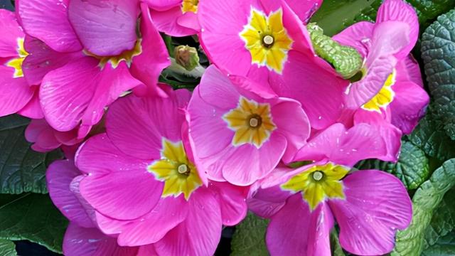 花，花好月圆人长久（72种鲜花欣赏图片）