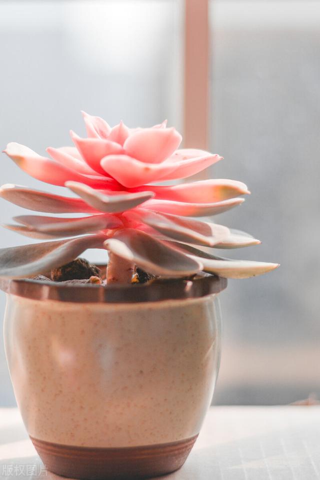 朋友的定义到底是什么，什么是朋友（为什么越幼稚朋友越多）