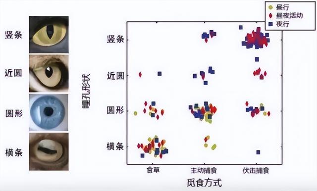 动物眼睛的类型有哪些，动物眼睛的类型有哪些英文（为什么瞳孔会有不同形状）