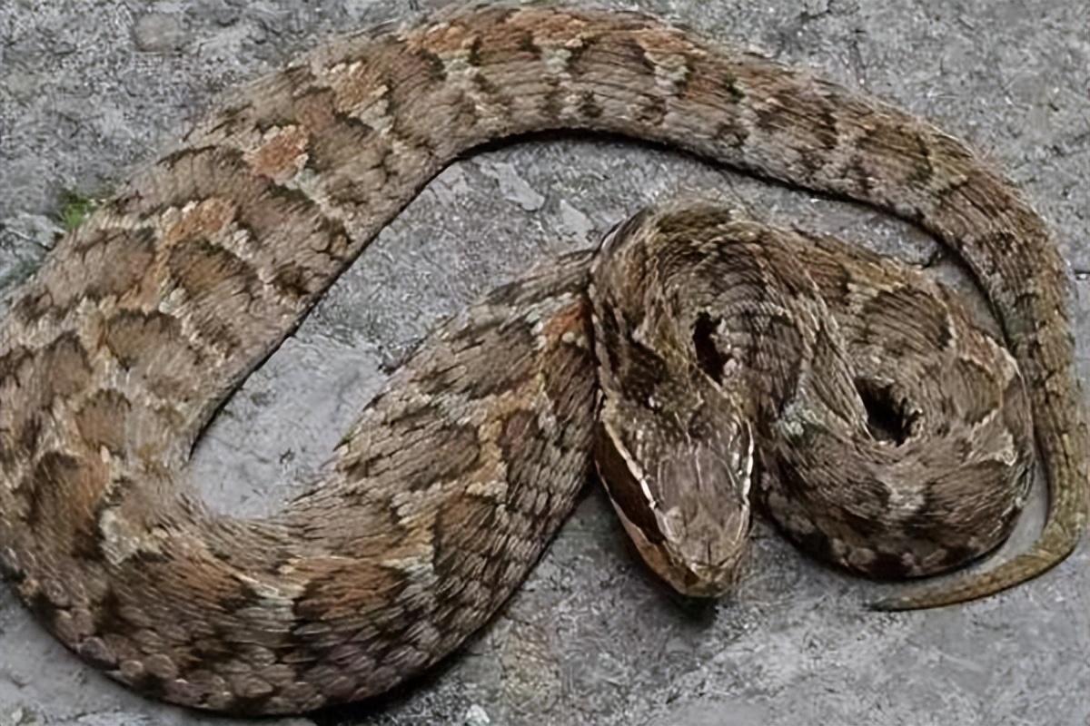 蛇有两个根吗,东北异物志之伤人最多的贴树皮