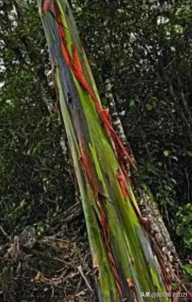 蓝桉青鹧网名，蓝桉青鹧微信昵称（蓝桉，我的温柔只给你一人）