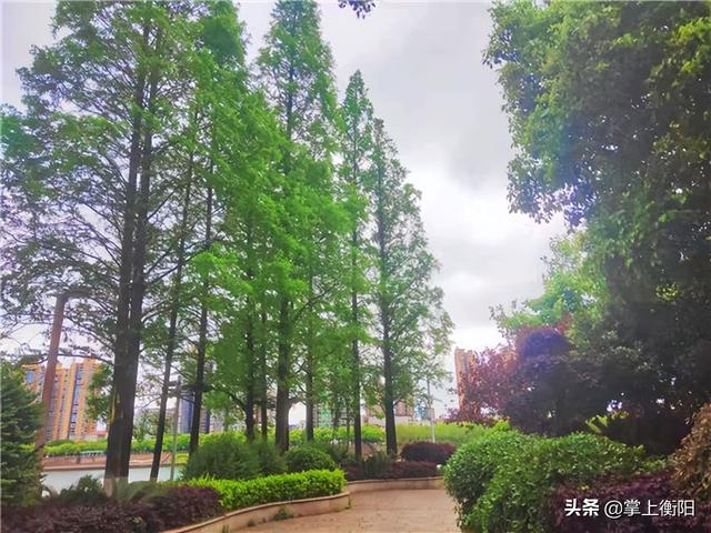 山茶花球的修剪原则及维护注意事项，山茶花球的修剪原则及维护注意事项是什么（湘江风光带今春又添“俏模样”）