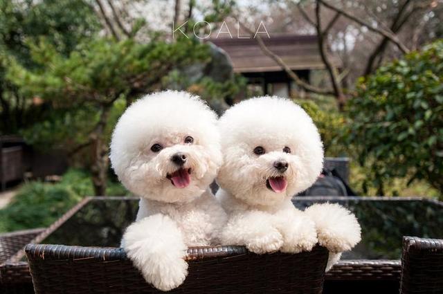 什么狗最好养，什么狗最好养最听话最忠诚（公认好养的5种“小型犬”）