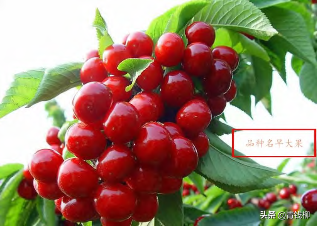 布鲁克斯樱桃种植管理技术，布鲁克斯樱桃几年结果（大樱桃栽培技术及病虫害防治技术要点）