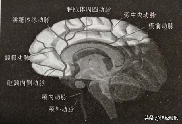 岩骨解剖结构图，脑血管解剖——颈内动脉的解剖行程、分段及分支