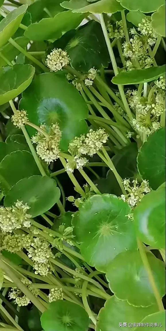 适合做微信头像的花朵图片，微信头像风景花朵图片     春暖花开（春暖花开的季节，美如仙境）