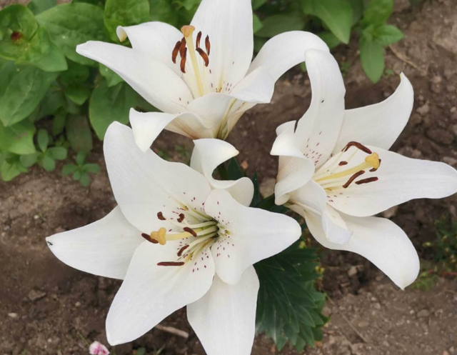 磷酸二氢钾的用途及注意事项，磷酸二氢钾喷施很简单