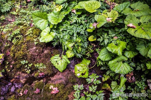 牛膝的功效与作用，牛膝的功效和作用有什么（引气血及药物下行<一>）