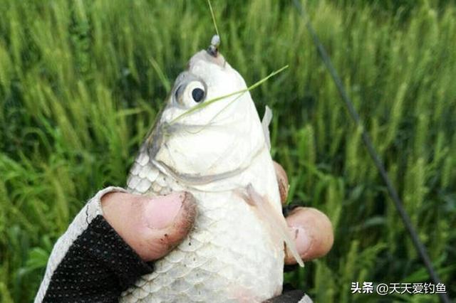 七星漂钓鱼技巧，怎样用七星漂钓鱼（七星漂钓法最犀利）