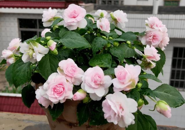 十大室内花卉排名，室内十大吉祥花（6种“漂亮花”）