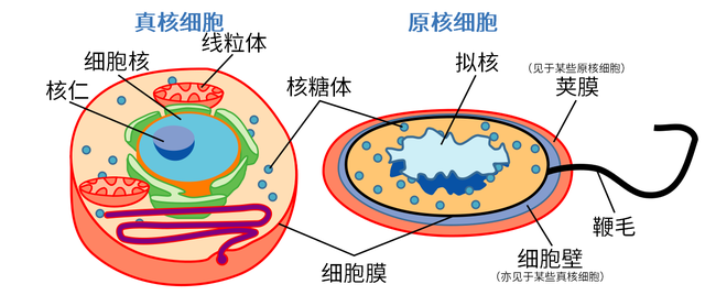 原核细胞都是单细胞生物吗，病毒是单细胞生物吗（而新发现的这种细菌却可以长到2cm）