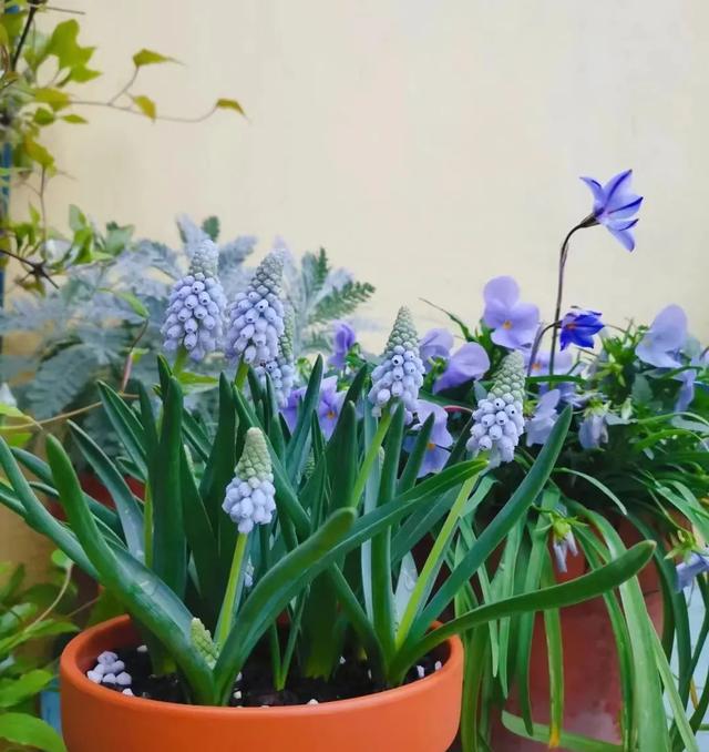 春天开的常见的花，春天开的常见的花图片（超齐全的播种时间表）